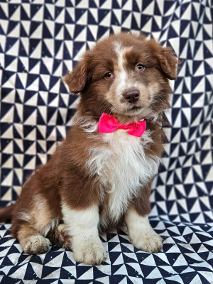 A cent pour cent YURI