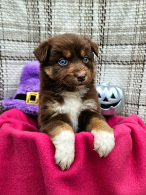 All eyes on you AHSOKA