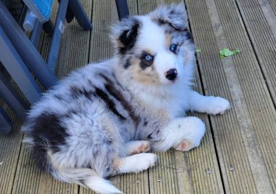 Ben and Jerry's BLUE