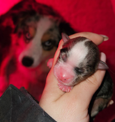 CHIOT 3