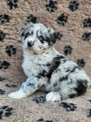 CHIOT 1