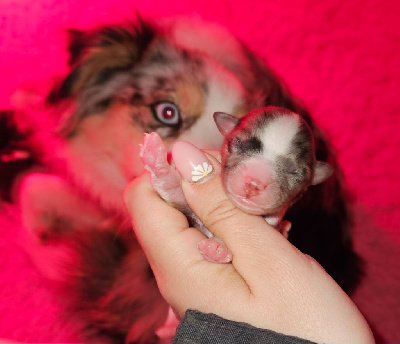 Chiot 1