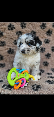 CHIOT 2