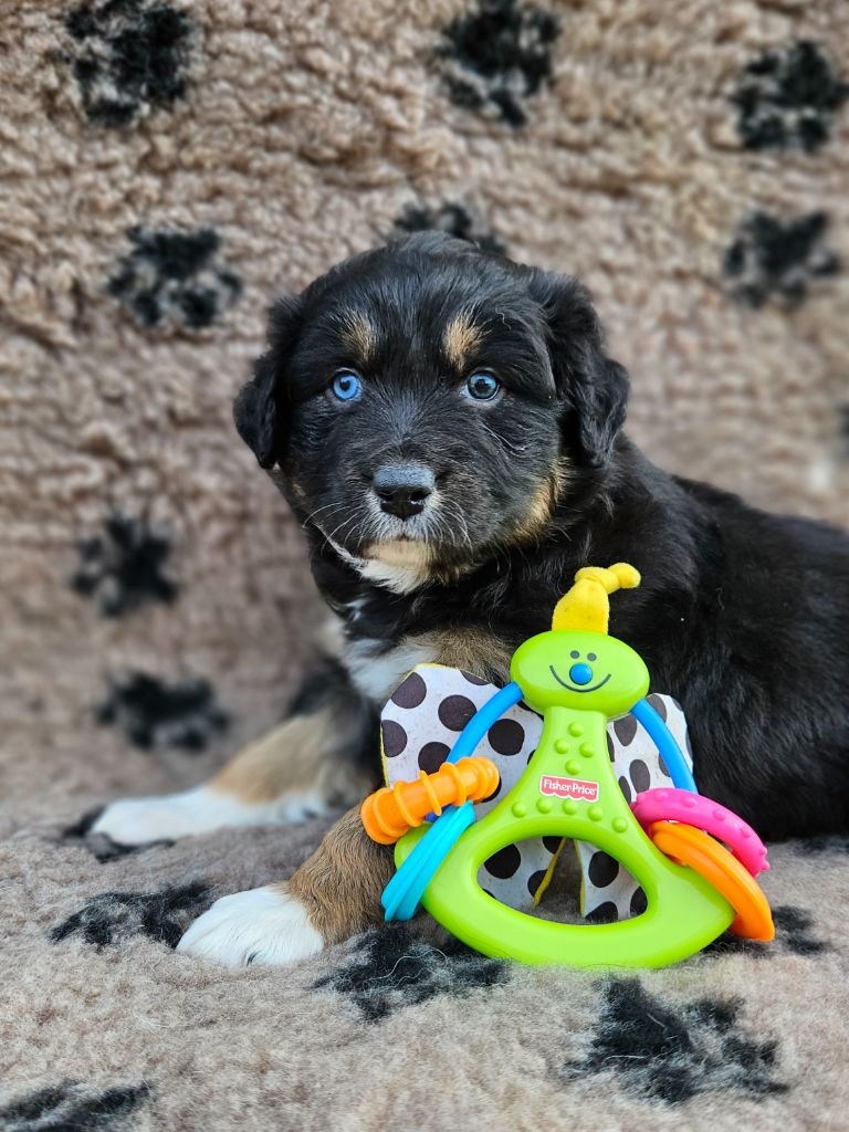 de nanj'kaibloom - Chiots disponibles - Berger Australien