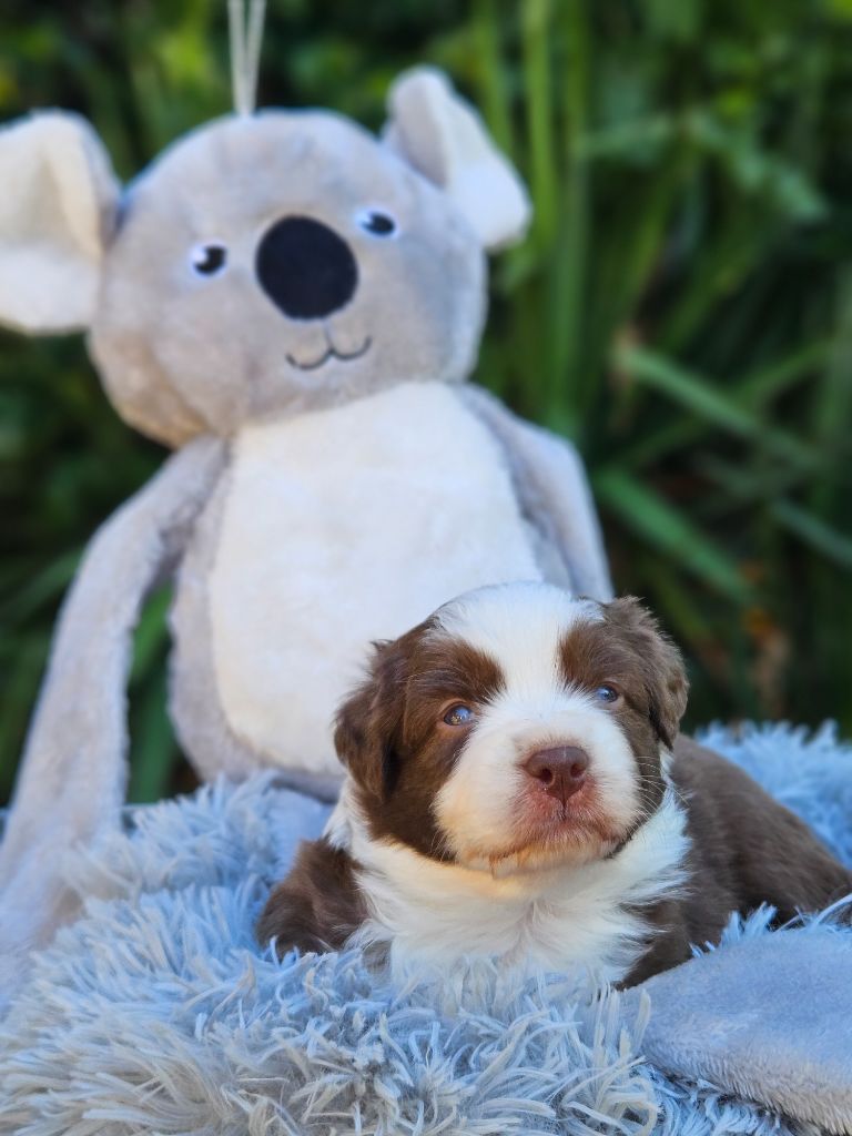 de nanj'kaibloom - Chiots disponibles - Berger Australien