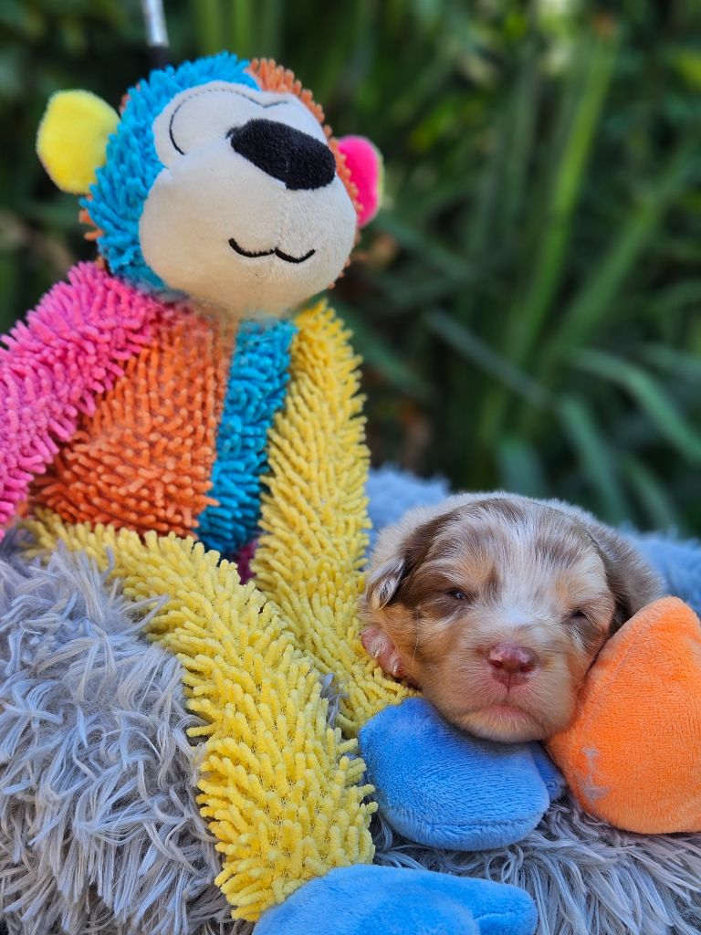 de nanj'kaibloom - Chiots disponibles - Berger Australien