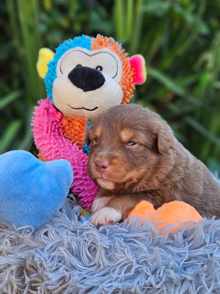 de nanj'kaibloom - Chiots disponibles - Berger Australien