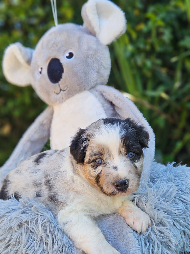 de nanj'kaibloom - Chiots disponibles - Berger Australien