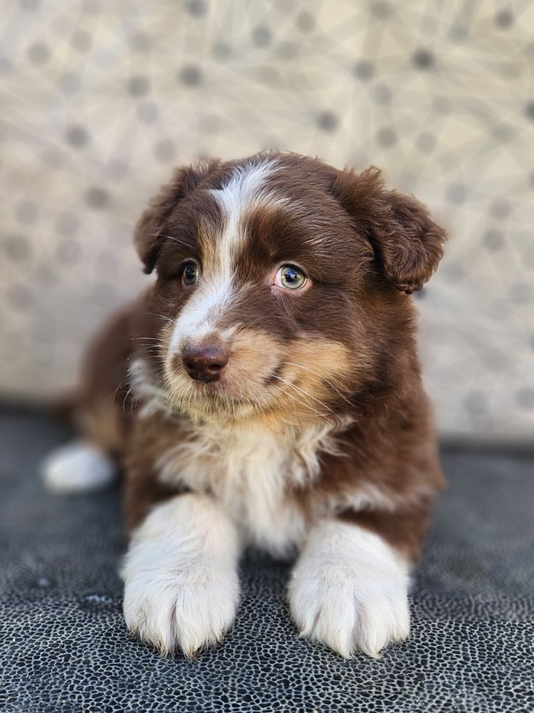 de nanj'kaibloom - Chiots disponibles - Berger Australien