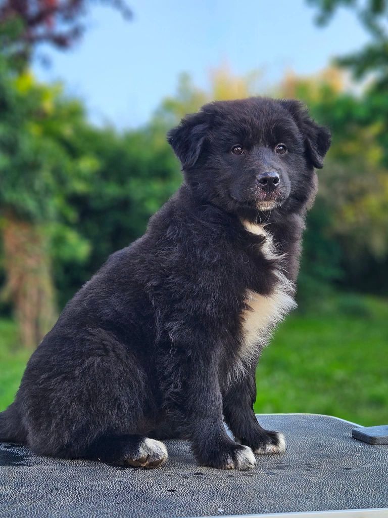 de nanj'kaibloom - Chiots disponibles - Berger Australien