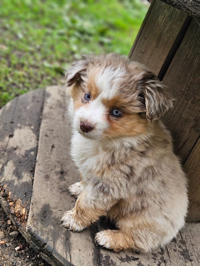 de nanj'kaibloom - Chiots disponibles - Berger Américain Miniature 