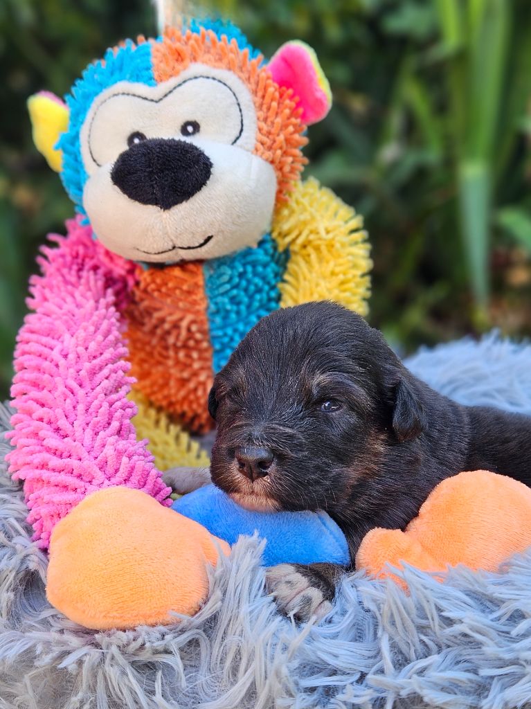 de nanj'kaibloom - Chiots disponibles - Berger Australien