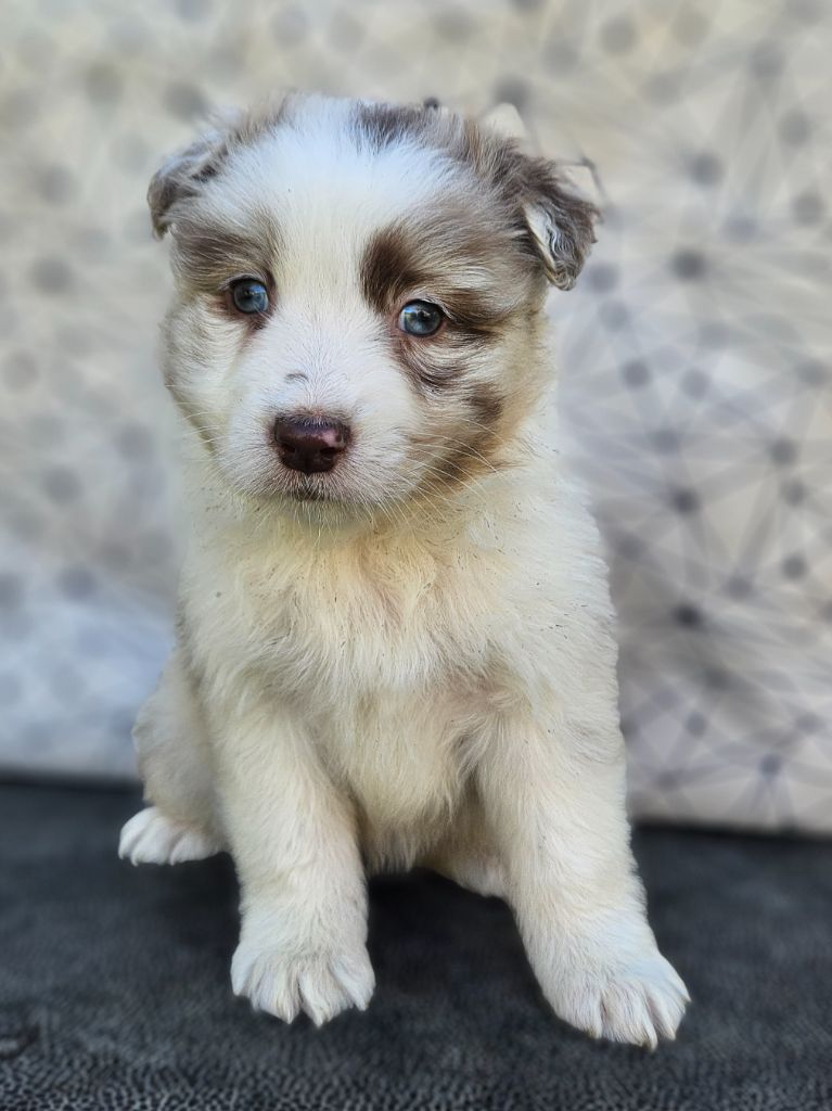 de nanj'kaibloom - Chiots disponibles - Berger Australien